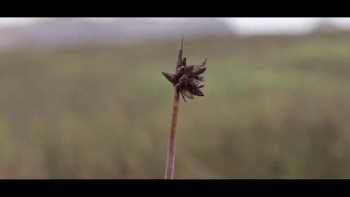 Documental: "Humedales De Ventanilla"