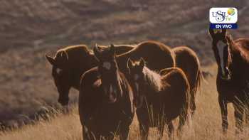 Nota Exposición Documental “Morochucos: cabalgando en el tiempo”
