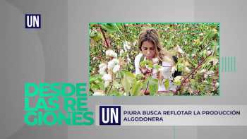 Desde las regiones: Piura busca reflotar la producción algodonera.