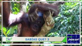 ¿sabías qué? 18 de octubre 2022