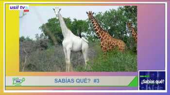 ¿sabías qué? 15 de noviembre 2022